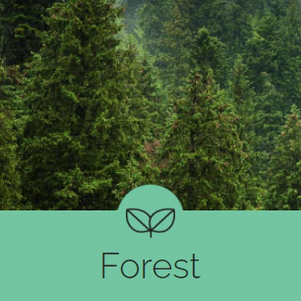 Forest Hyscent Aspirational (W) Forest (CTN 6)