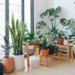 The Best Plants To Purify The Air In Your Office
