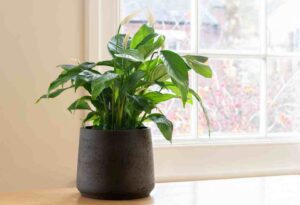 The Best Plants To Purify The Air In Your Office - Peace Lily