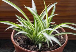 The Best Plants To Purify The Air In Your Office - Spider Plants