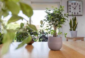 The best plants for improving air quality in your office - Weeping Fig